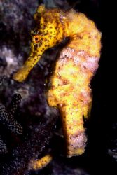 Yellow Seahorse in Bon-Aire by David Spiel 